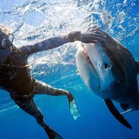 ¡Tiburón a la vista! Una bióloga así salvó su vida de un ataque (video)