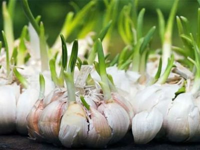 No compres nunca más y cultivá tu propio ajo en casa con este sencillo truco