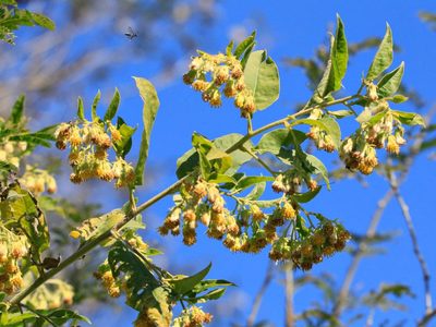 La planta que pocos conocen, crece un montón y deja un riquísimo perfume en todo tu jardín