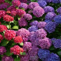 El secreto para que tus Hortensias midan 2 metros de alto y para lograr que tengan el color que vos quieras