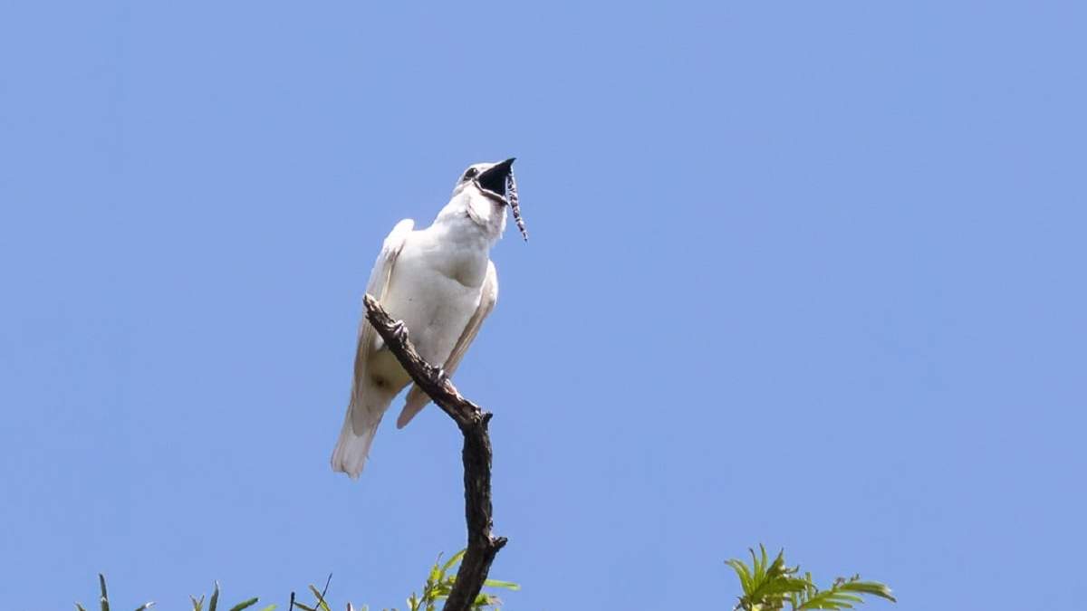 Curiosidades sobre el campanero blanco. Fuente: (X)