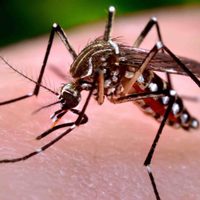 ALERTA: Un exintendente de Salta murió por dengue