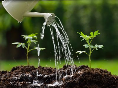 No falla: 3 ingredientes que tenés en tu cocina para que tus plantas den flores sin parar