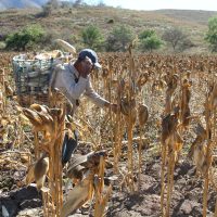 Colectivo Sin Maíz No Hay País repudia suspensión provisional otorgada a Monsanto