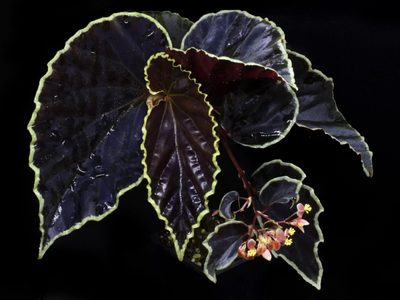 La planta de pocos cuidados, con hojas y flores llamativas que promete ser furor durante el 2025