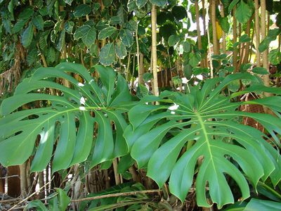 Plantas tropicales: cuáles son las mejores para crear un ambiente frondoso