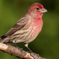 Curiosidades del Pinzón, el ave de llamativo canto y que es un aliado en tu jardín