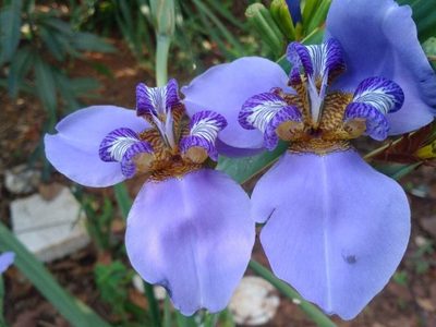 La planta súper resistente que "camina" y cuya hermosa flor dura solo un día: así podés cultivarla en tu jardín