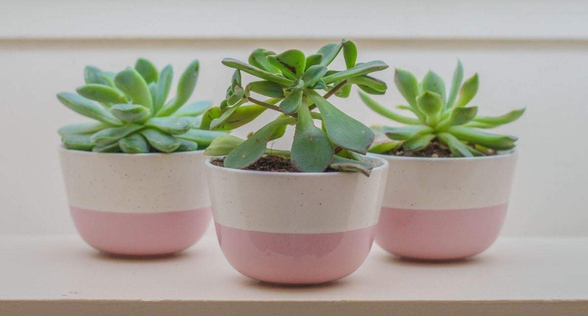 Plantas. Fuente: (Instagram)