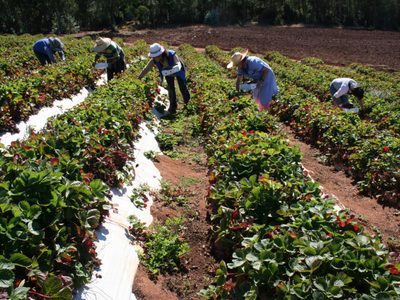 El Gobierno invertirá $12.781 millones para potenciar la agricultura familiar