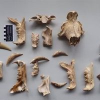 Descubren dos nuevas especies de tigre dientes de sable de hace 5 millones de años en Sudáfrica