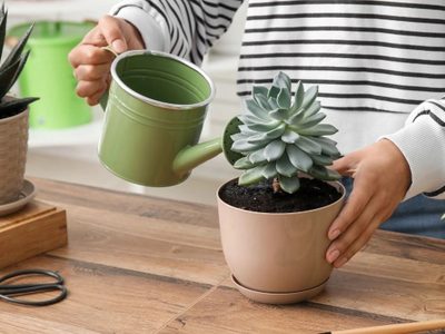 Plantas: el trucazo para regar tus suculentas en pocos minutos y sin dañar sus hojas