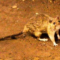 Tres muertos por hantavirus en un crucero de lujo que partió desde Argentina hacia Canarias