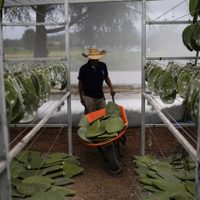 Familia poblana preserva la producción tradicional del tinte rojo intenso de la cochinilla mexicana