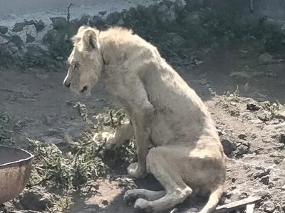 Rescatan a un león que fue abandonado en Chalco; está desnutrido y deshidratado