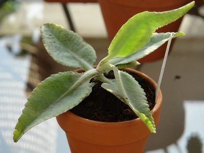 Orejas de burro: cómo cuidar esta planta de interior resistente e ideal para principiantes