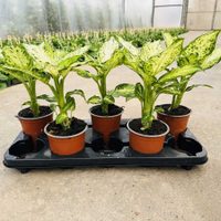 Así de fácil podés propagar tu planta de Dieffenbachia, para tenerla en varios lugares de la casa