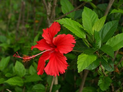 La planta de hermosas flores que podés encontrar en la calle y que esconde un impensado secreto