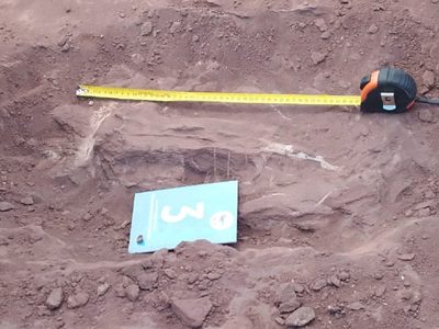 Sorpresa en Vaca Muerta: encontraron restos fósiles de un dinosaurio de 100 millones de años