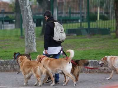 Paseadores de perros: ahora tendrán credencial