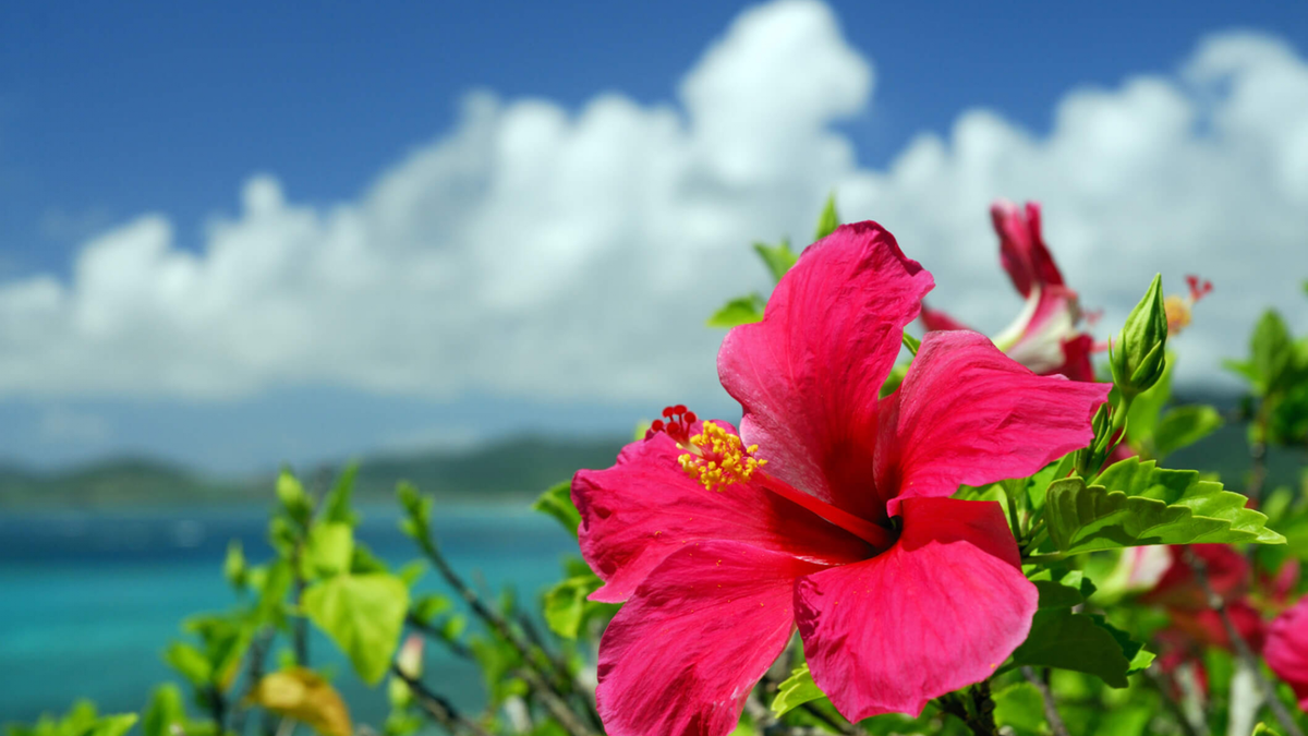 Flor de Hibiscus. Fuente: (Instagram)