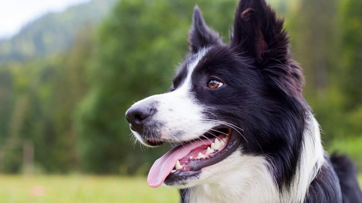 Una ejemplar de border collie, una de las razas de perros más inteligentes del mundo. Fuente: (Twitter)