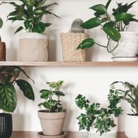 7 plantas de interior muy hermosas que podés reproducir fácilmente en un vaso de agua