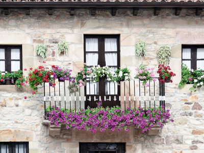 3 plantas con espinas perfectas para colocar en cercos y proteger tu casa de los extraños