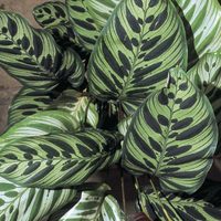 Aprovechá los días de sol: así tenés que cuidar este tipo de planta Maranta para que tenga las hojas sanas