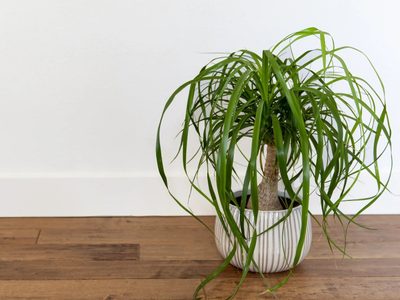 Pata de elefante: cómo cuidar esta resistente y hermosa planta de interior, apta para principiantes
