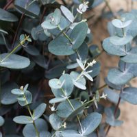 No se llevan bien: 3 plantas de interior que pueden arruinar a otras si están cerca