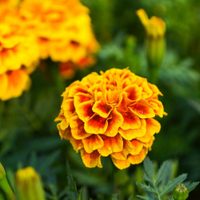Plantas de sombra o de sol: conocé la opción perfecta según la iluminación del lugar donde la vas a colocar