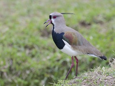 Curiosidades del tero, el pájaro más astuto y observador