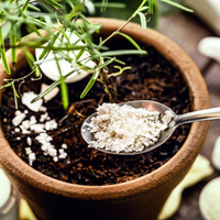 Los fertilizantes están carísimos: mirá cómo mantener tus plantas hermosas con 1 alimento que siempre tirás a la basura