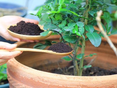 No gastes una fortuna: la fórmula mágica para fertilizar tus plantas en primavera usando 2 ingredientes de tu cocina