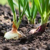 No tires los envases plásticos y usalos para cultivar tus propias cebollas con esta idea tan práctica como útil