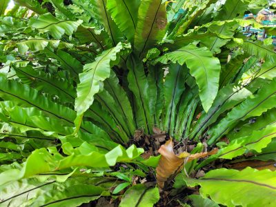 La planta favorita de las abuelas que hoy está de moda y podés tener dentro o fuera de tu casa sin problemas