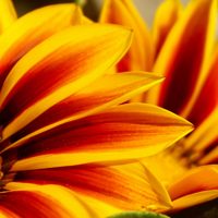 Gazanias, la planta versátil que florece todo el año