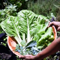 Plantas: mirá lo fácil que es cosechar semillas de acelga en tu huerta y disfrutar de tu propia siembra
