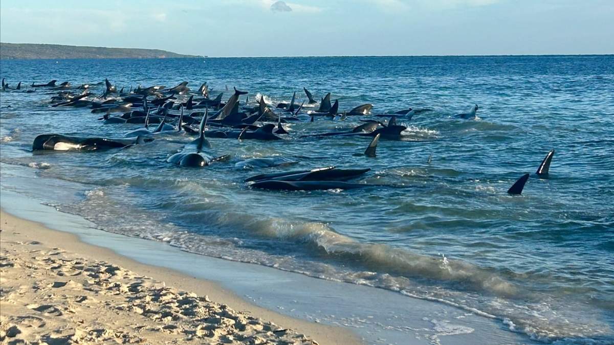 Esta imagen suministrada por el Departamento de Biodiversidad, Conservación y Lugares de Interés muestra a varias ballenas piloto varadas en una playa en la Ensenada de Toby en Australia Occidental