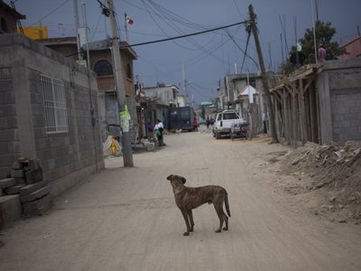 Sujeto que mató a perro y gato es sentenciado a 16 meses de prisión en Jalisco