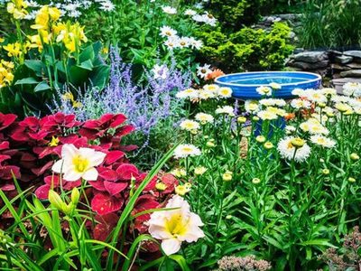 5 plantas tóxicas que deberías evitar en tu jardín: tomá nota