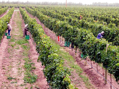 Viví la Vendimia Neuquina 2026: un recorrido entre vinos, melodías y delicias gastronómicas
