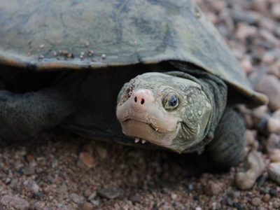 Una tortuga dada por extinta, "resucitada" por el ADN ambiental