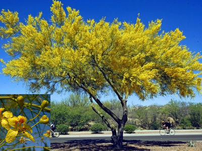 El árbol que da las flores más hermosas en primavera y que está lleno de propiedades