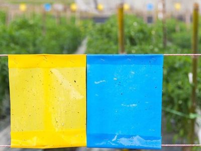 Con un envase de lavandina, creá una trampa súper efectiva para las plagas en tu huerta y jardín