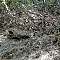 "Bosques azules" en agonía