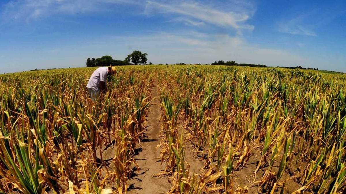 Por la sequía, se esperan pérdidas en el maíz por 48 millones de toneladas. Fuente: (Twitter)