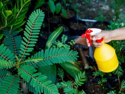 Cuidá tus plantas de forma natural y económica con este insecticida casero muy fácil de hacer