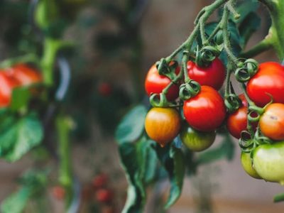 Cómo hacer que tu planta de tomate no muera en primavera y coseches kilos de tomate este verano